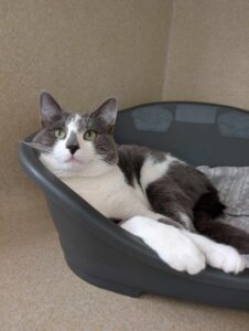 Pet Image